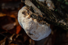 Reticularia lycoperdon