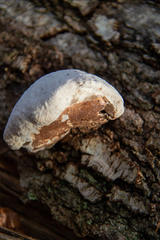 Reticularia lycoperdon