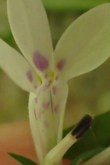 Lobelia cuneifolia