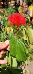 Calliandra trinervia