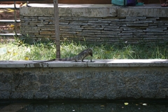 Iguana iguana iguana