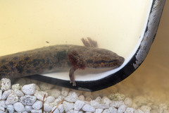 Necturus lewisi