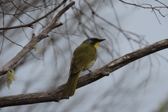 Nesoptilotis flavicollis