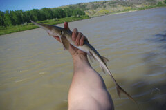 Scaphirhynchus albus