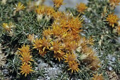 Chuquiraga avellanedae