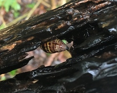Drymaeus poecilus