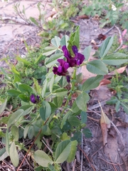 Vicia narbonensis