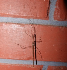 Sosibia