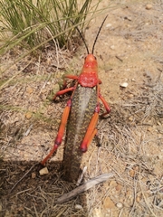 Phymateus morbillosus