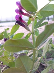 Vicia narbonensis