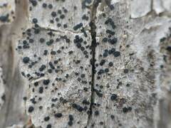 Cresponea chloroconia