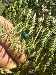 Erachtheus lutulentus