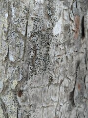 Cresponea chloroconia