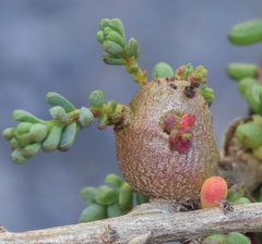 Aceria caulobia