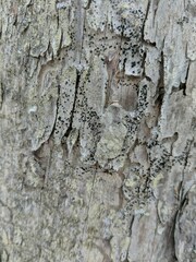 Cresponea chloroconia