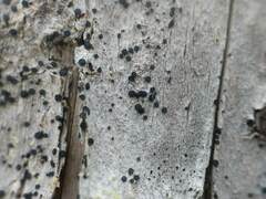 Cresponea chloroconia