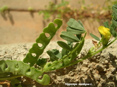 Hippocrepis unisiliquosa