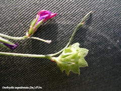 Onobrychis aequidentata