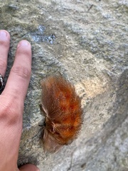 Megalopyginae