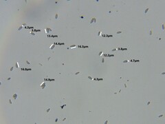 Cresponea chloroconia