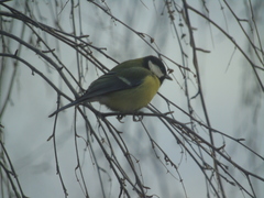 Parus major