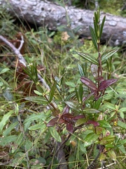 Kalmia polifolia