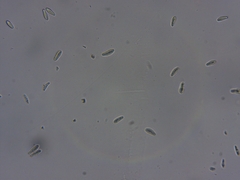 Cresponea chloroconia