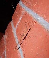 Sosibia