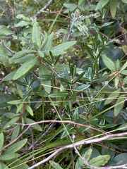 Kalmia polifolia