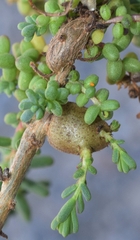 Aceria caulobia