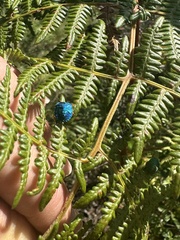 Erachtheus lutulentus