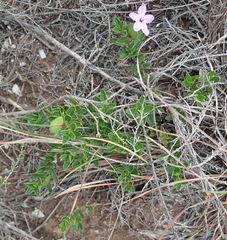 Barleria