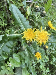 Sonchus hierrensis