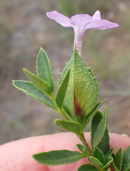 Barleria