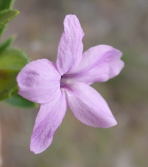 Barleria