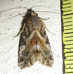 Callopistria yerburii