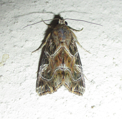 Callopistria yerburii