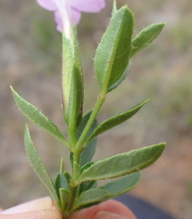 Barleria