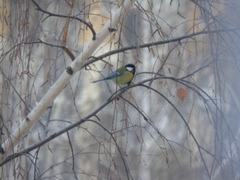 Parus major
