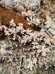 Oscularia deltoides