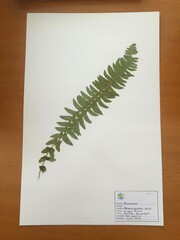 Blechnum hastatum