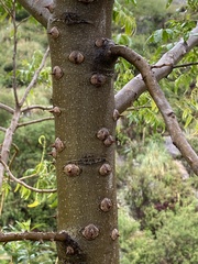 Zanthoxylum coco
