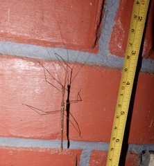 Sosibia