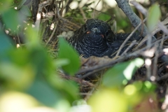 Cuculus solitarius