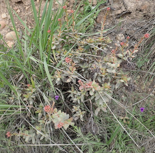 Crassula rubricaulis