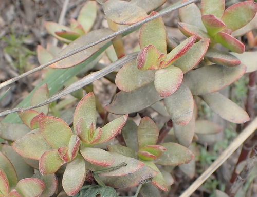 Image of Crassula rubricaulis by (c) Nicola van Berkel, some rights reserved (CC BY-SA)