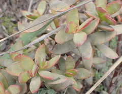 Crassula rubricaulis