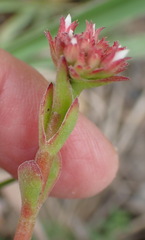 Crassula rubricaulis