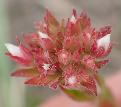 Crassula rubricaulis