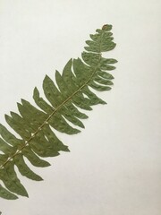 Blechnum hastatum